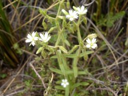 Cerastium arabidis